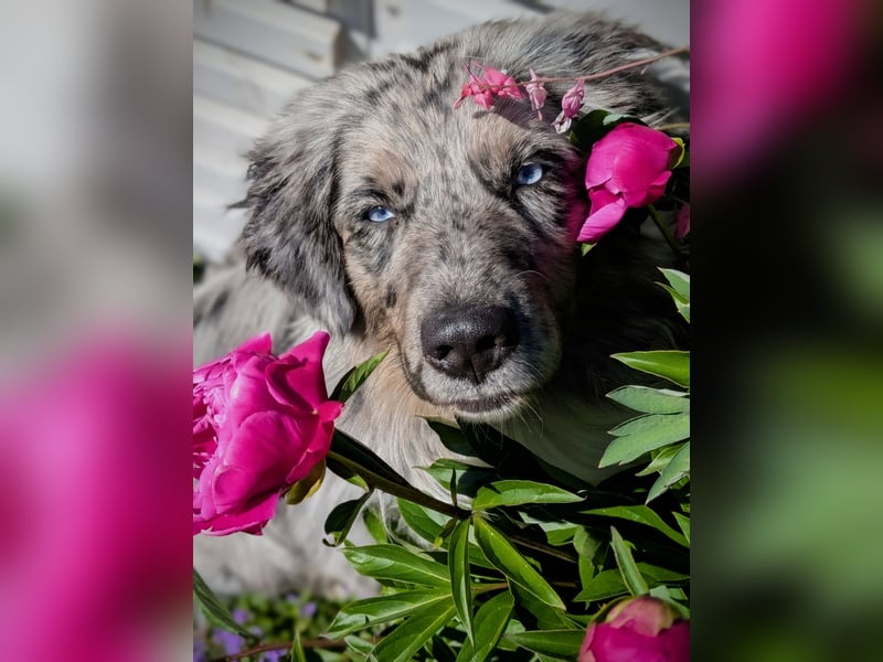 Lamido Blue Lagoon DNA VP - Australian Shepherd Deckrüde - COI 2.92, bicolor ,red factored, ROB/1, 2