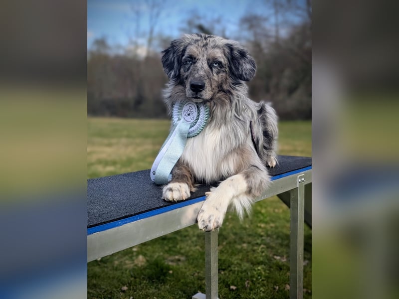 Lamido Blue Lagoon DNA CP - Australian Shepherd Deckrüde - COI 2.92, bicolor ,red factored, ROB/1