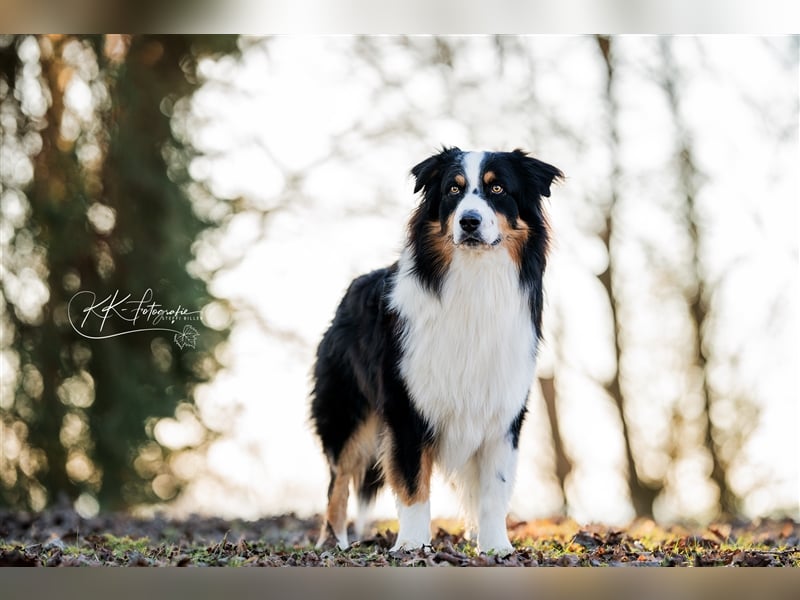 Maori's Hei Toki -  BlackTri Australian Shepherd Deckrüde DNA-VP, RF, BH -VT, RO3, ROIC, Agi A2