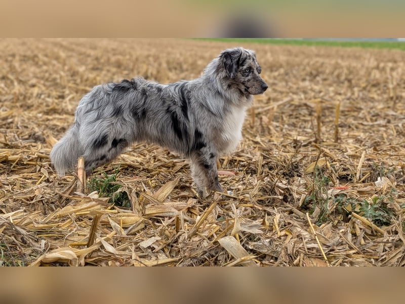 Lamido Blue Lagoon DNA CP - Australian Shepherd Deckrüde - COI 2.92, bicolor ,red factored, ROB/1