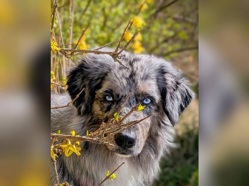 Lamido Blue Lagoon DNA CP - Australian Shepherd Deckrüde - COI 2.92, bicolor ,red factored, ROB/1