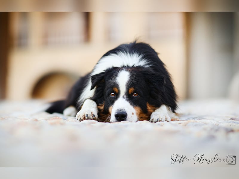 Maori's Hei Toki -  BlackTri Australian Shepherd Deckrüde DNA-VP, RF, BH -VT, RO3, ROIC, Agi A2