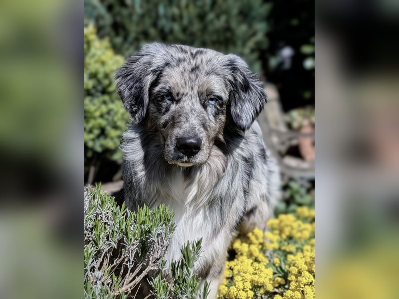 Lamido Blue Lagoon DNA CP - Australian Shepherd Deckrüde - COI 2.92, bicolor ,red factored, ROB/1