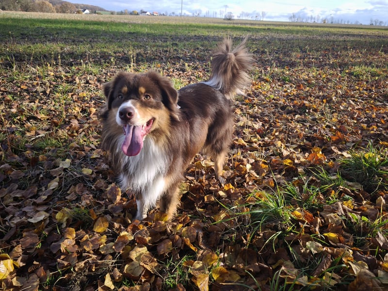 Deckrüde Arne of Diamond with Hearts