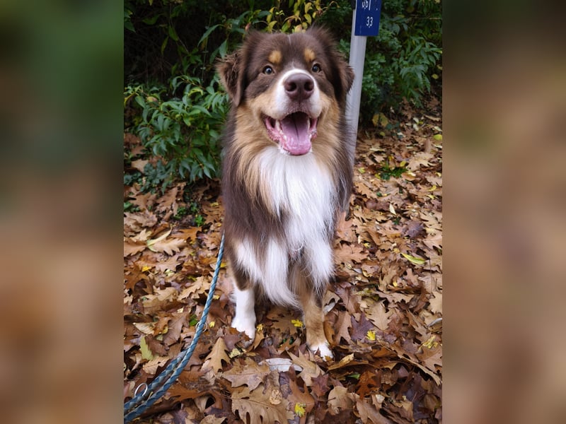 Deckrüde Arne of Diamond with Hearts