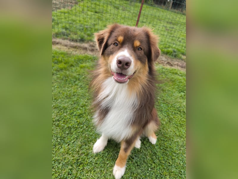 Deckrüde Arne of Diamond with Hearts