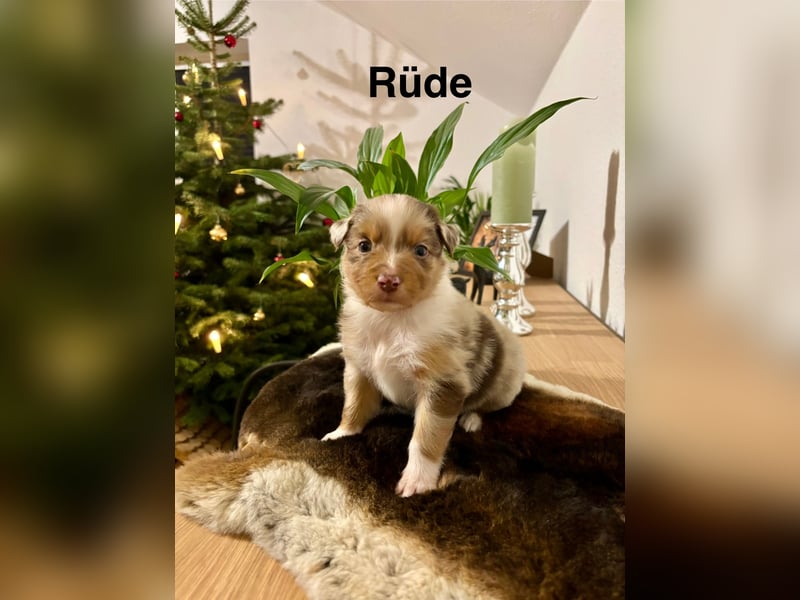 Australian Shepherd Welpen
