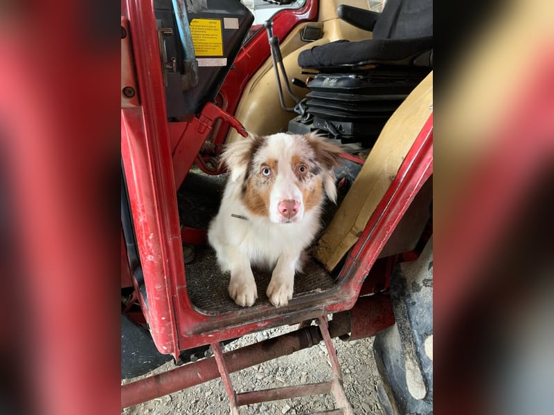 Australian Shepherd Welpen