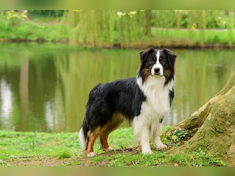 Australian Shepherd Welpen