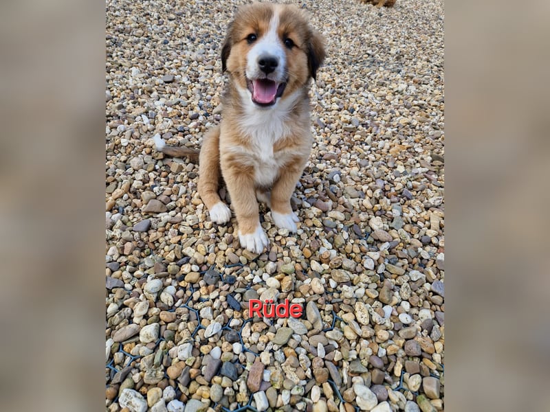 Australian Shepherd, Labrador Mix Welpen zu Verkaufen.