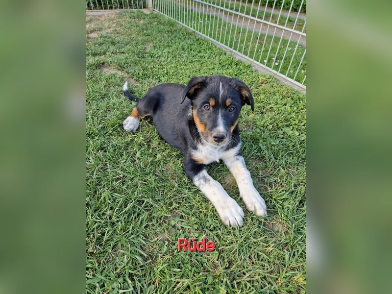 Australian Shepherd, Labrador Mix Welpen zu Verkaufen.