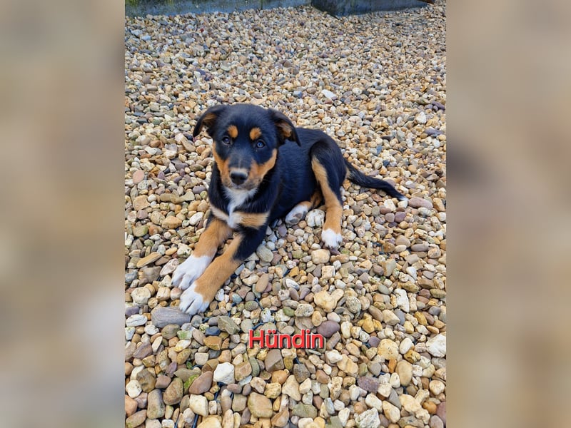 Australian Shepherd, Labrador Mix Welpen zu Verkaufen.