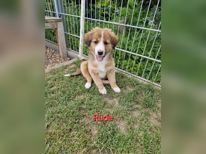 Australian Shepherd, Labrador Mix Welpen zu Verkaufen.