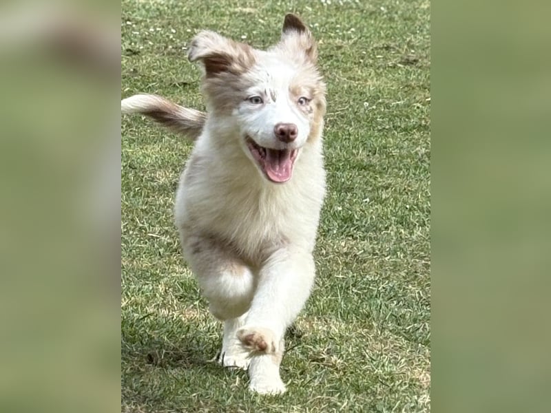 Tolle Australian Shepherd Welpen suchen Ihre Herzenfank