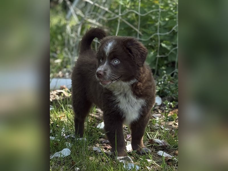 Tolle Australian Shepherd Welpen suchen Ihre Herzenfank