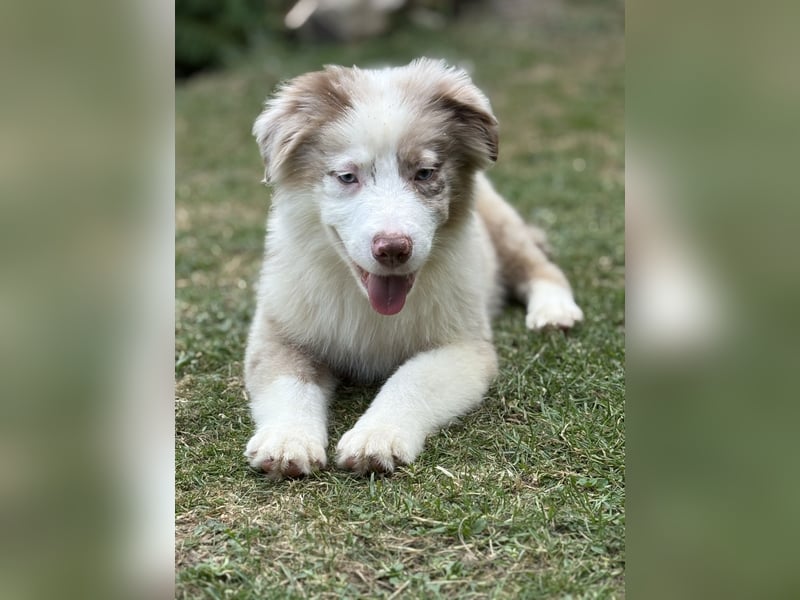 Tolle Australian Shepherd Welpen suchen Ihre Herzenfank