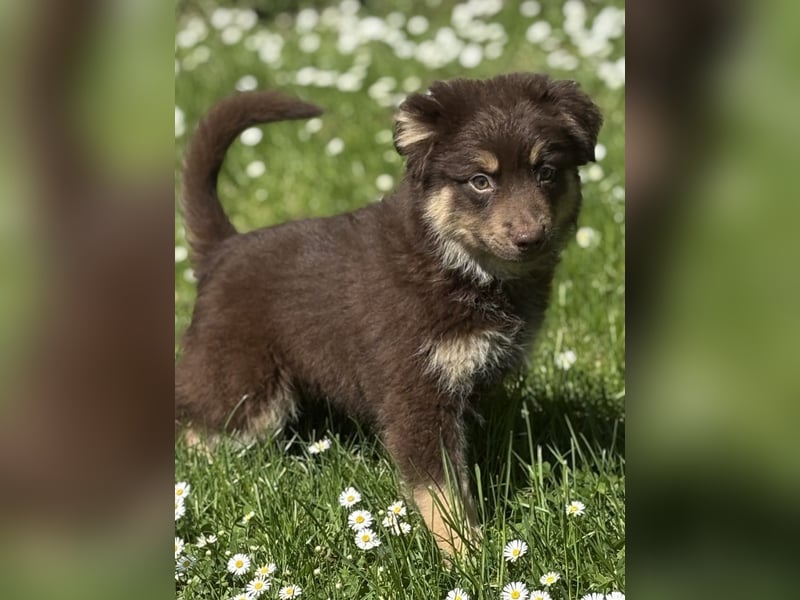 Tolle Australian Shepherd Welpen suchen Ihre Herzenfank