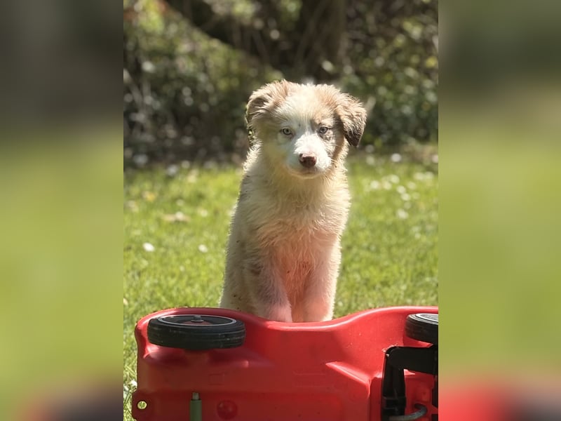 Tolle Australian Shepherd Welpen suchen Ihre Herzenfank