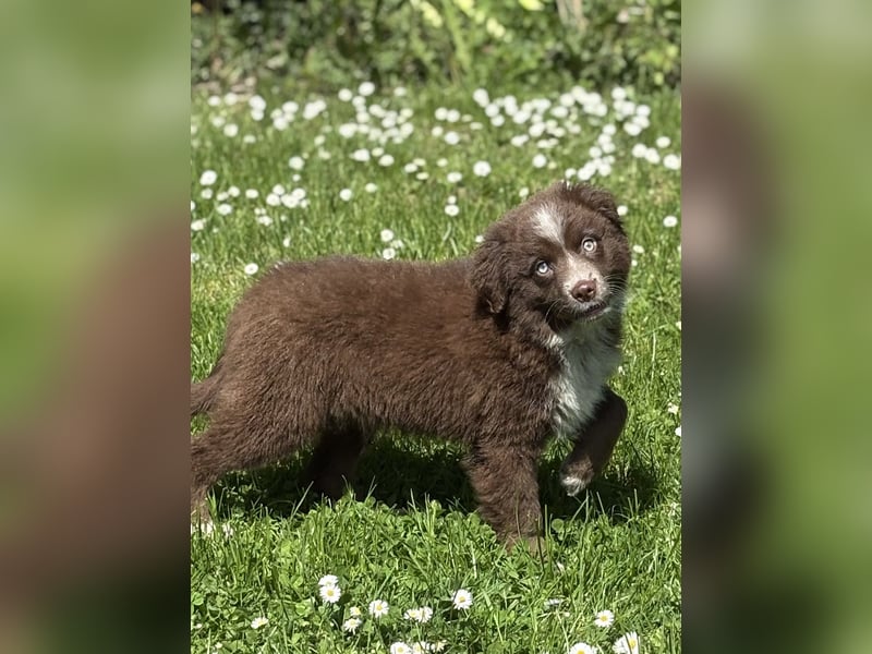 Tolle Australian Shepherd Welpen suchen Ihre Herzenfank
