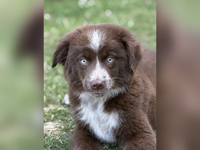 Tolle Australian Shepherd Welpen suchen Ihre Herzenfank