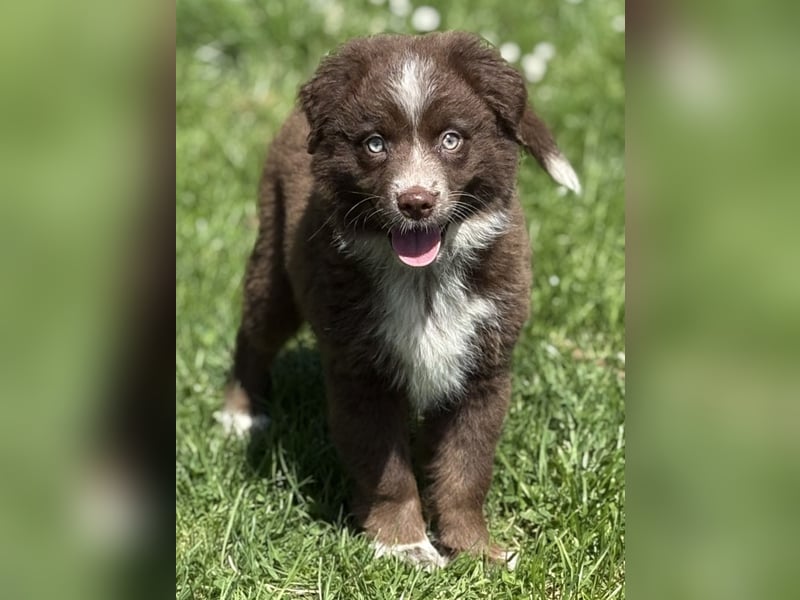 Tolle Australian Shepherd Welpen suchen Ihre Herzenfank