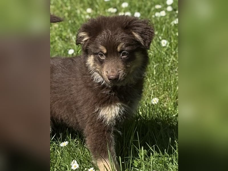 Tolle Australian Shepherd Welpen suchen Ihre Herzenfank