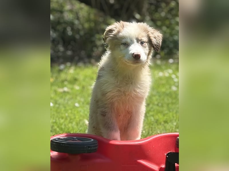 Tolle Australian Shepherd Welpen suchen Ihre Herzenfank