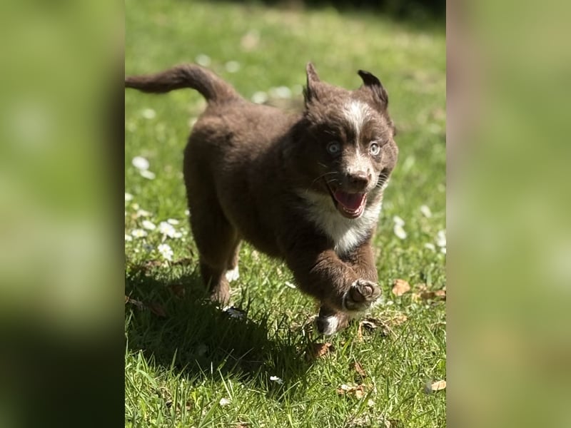 Tolle Australian Shepherd Welpen suchen Ihre Herzenfank