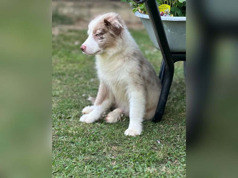 Tolle Australian Shepherd Welpen suchen Ihre Herzenfank