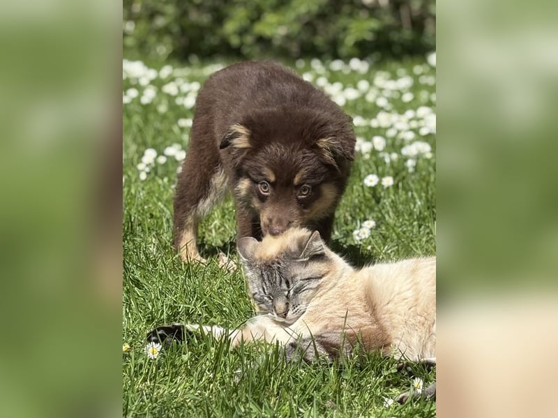 Tolle Australian Shepherd Welpen suchen Ihre Herzenfank
