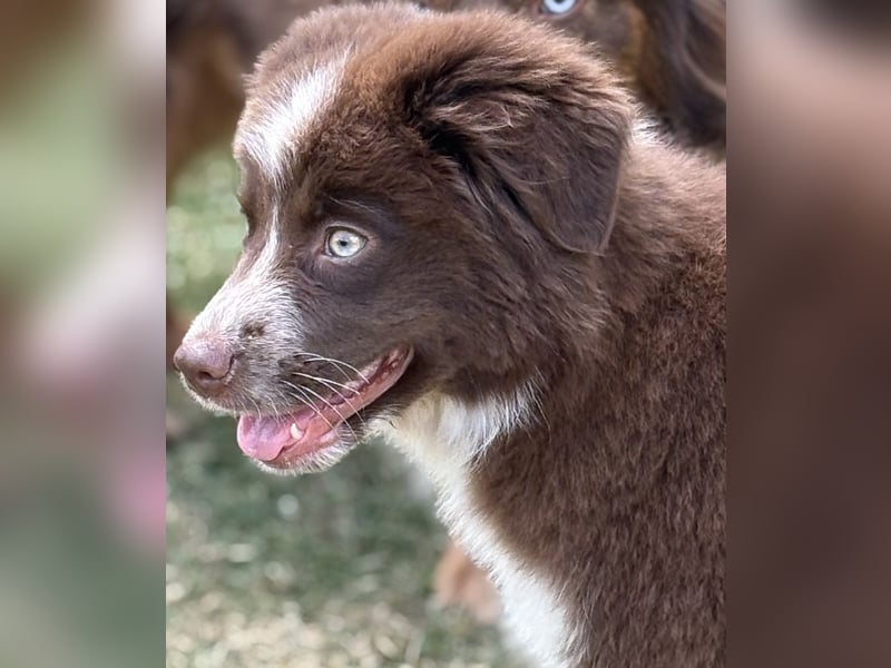 Tolle Australian Shepherd Welpen suchen Ihre Herzenfank