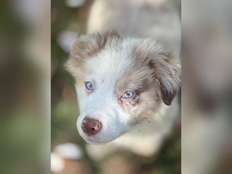 Tolle Australian Shepherd Welpen suchen Ihre Herzenfank