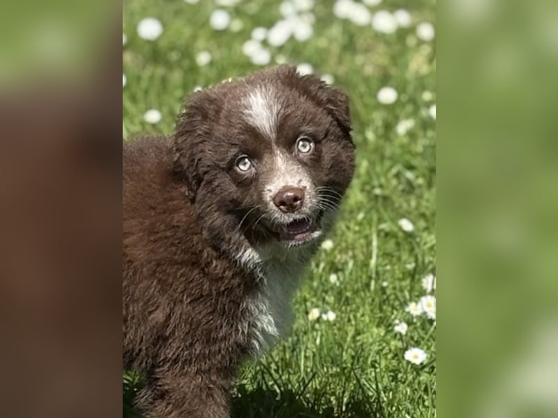 Tolle Australian Shepherd Welpen suchen Ihre Herzenfank