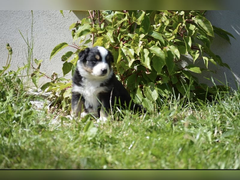 Reinrassige Australian Shepherd