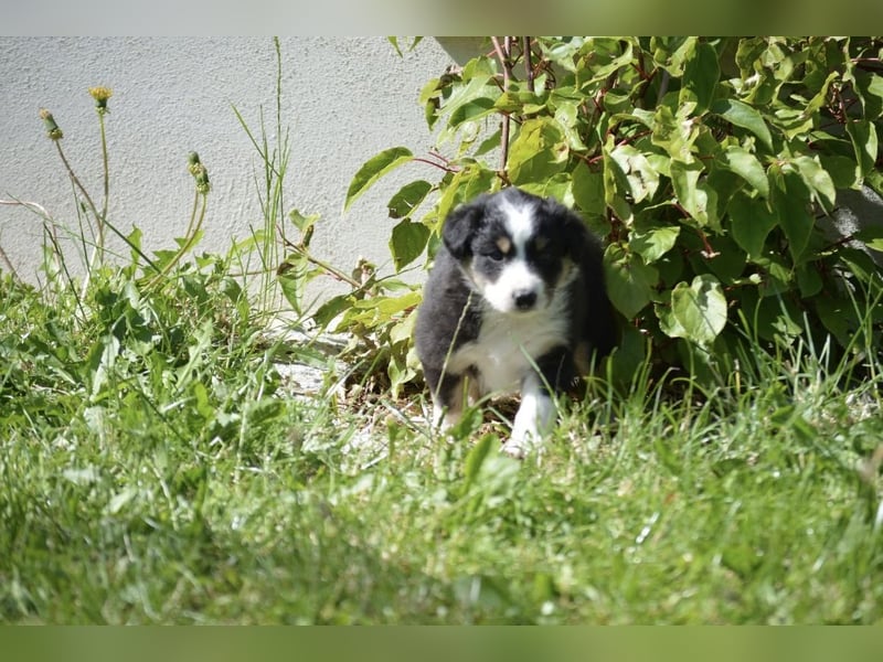 Reinrassige Australian Shepherd