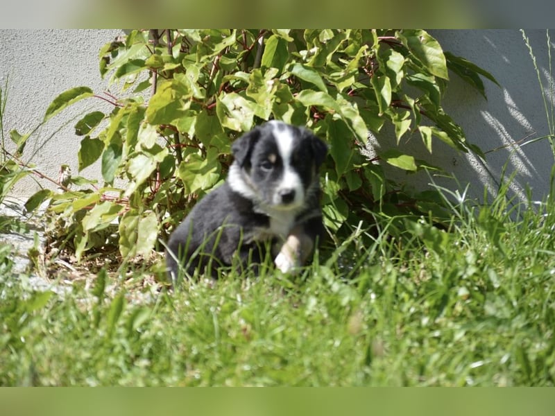Reinrassige Australian Shepherd