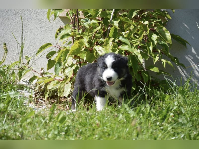 Reinrassige Australian Shepherd