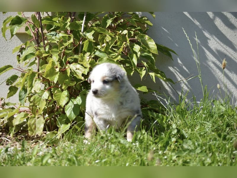 Reinrassige Australian Shepherd