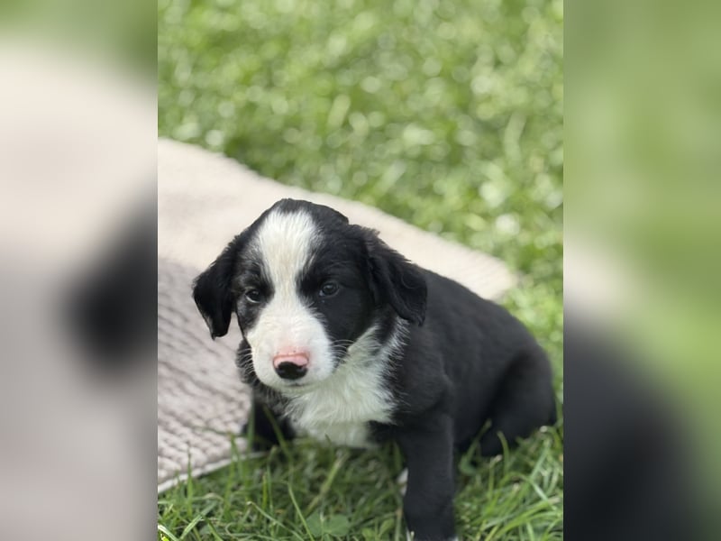 Australien Shepherd- Bordercollie Mix Welpen