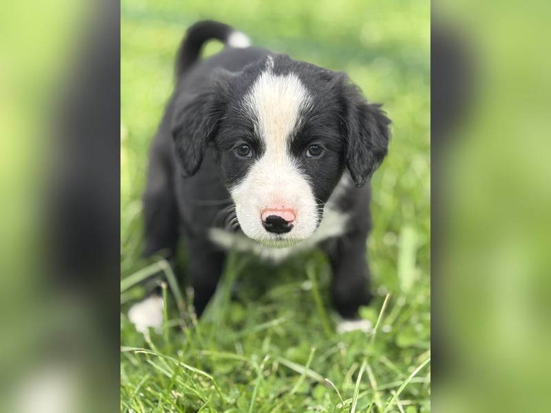 Australien Shepherd- Bordercollie Mix Welpen