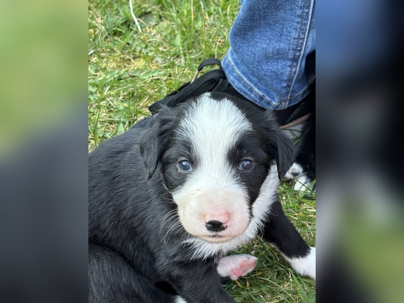 Australien Shepherd- Bordercollie Mix Welpen