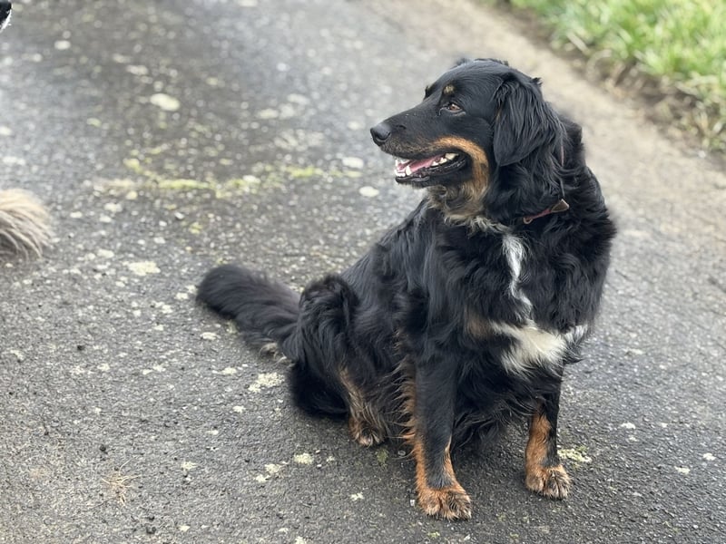 Australien Shepherd- Bordercollie Mix Welpen