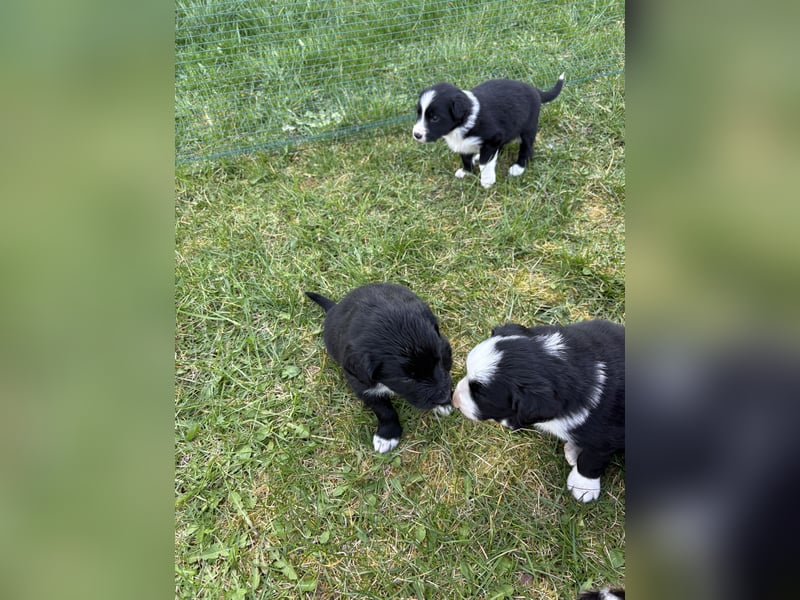 Australien Shepherd- Bordercollie Mix Welpen