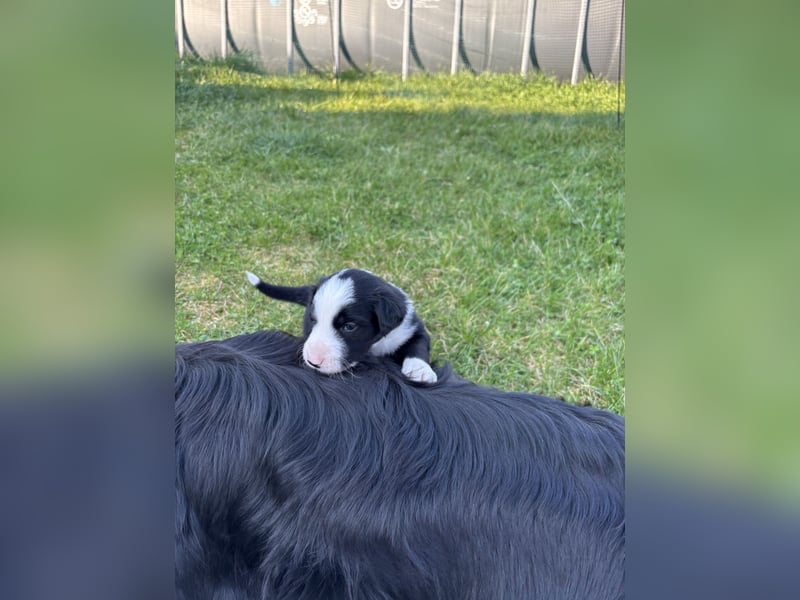 Australien Shepherd- Bordercollie Mix Welpen