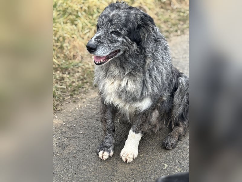 Australien Shepherd- Bordercollie Mix Welpen