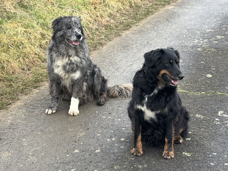 Australien Shepherd- Bordercollie Mix Welpen