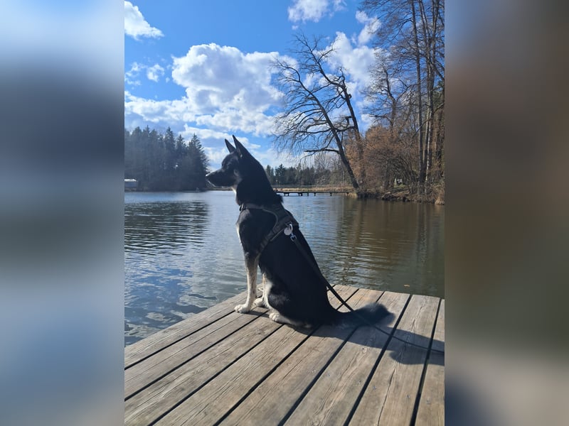 Australien Sheperd / Dobermann Mix (Welpe bzw junghund )