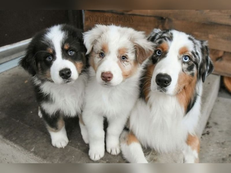 Australian shepherd Hündin – geimpft, entwurmt, gechipt, mit EU-Heimtierausweis