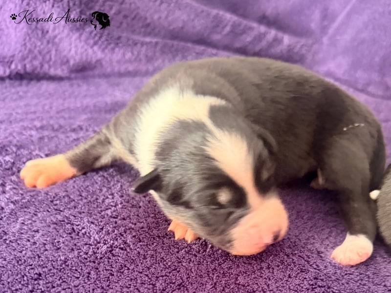 Tolle Australian Shepherd Welpen / ASCA