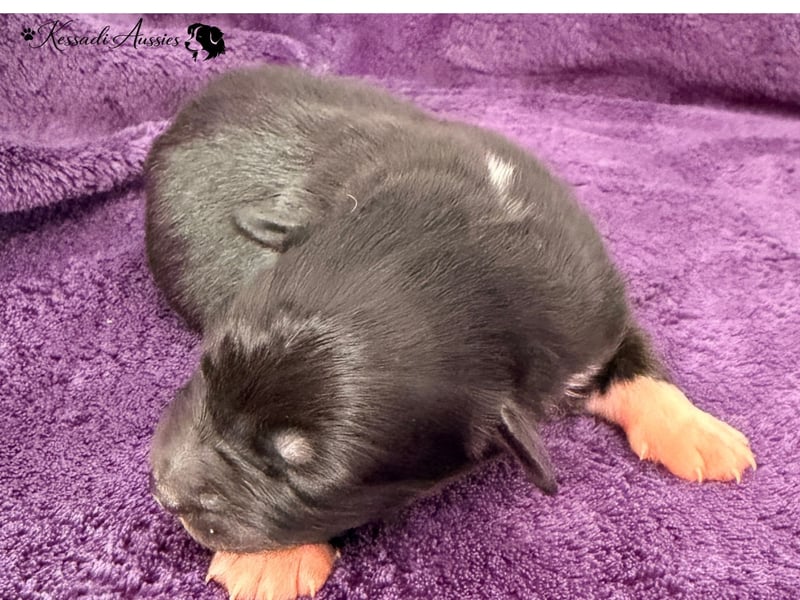 Tolle Australian Shepherd Welpen / ASCA